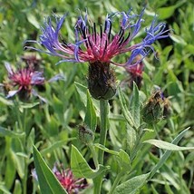 USA SELLER Centaurea Montana Mountain Bluet Bachelors Button 10 Seeds Free Shipp - $15.20