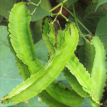 10 Pcs Dragon Goa Asparagus Sigarilyas Winged Bean Seeds #MNTS - £7.78 GBP