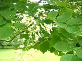 25 American Yellowwood Seeds Cladrastis Kentukea USA Shipping - £7.09 GBP