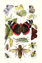 Blue Butterfly, Red Admiral, Firetail and Sun Beetle 20 x 30 Poster - £20.89 GBP