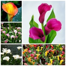 Easy to Grow Calla Lily Mix（100Pcs）Seeds Flowers Easy to Grow Planting - £6.93 GBP