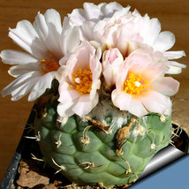 10 pcs Turbinicarpus lophophoroides Seeds Rare Cactus Succulent Plants FRESH SEE - £6.94 GBP