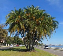Mangrove Date Palm - Phoenix paludosa -Mangroven Dattelpalme - 3+ Seeds ... - $89.75 MXN