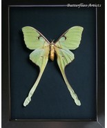 Malaysian Moon Actias Maenas XL Female Real Moth Framed Entomology Shado... - €141,57 EUR