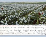Calla Lily Field in California CA Agriculture 1906 DB Postcard P6 - $4.90