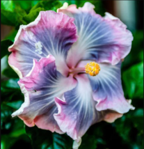 20 Blue Purple Hibiscus Seeds Hardy Perennial Flower Tropical Exotic Seed - £11.93 GBP