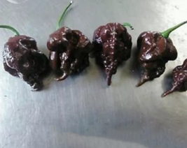 Pepper Hot Black Carolina Reaper Chili Seeds, 10 seeds, professional pack, - £7.58 GBP