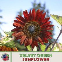 Grow In US 100 Velvet Queen Sunflower Seeds Annual Bird &amp; Butterfly Garden - £8.00 GBP