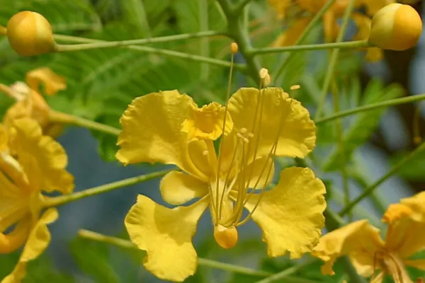 Fresh Caesalpinia Pulcherrima Yellow 10 Seeds Garden - £20.10 GBP