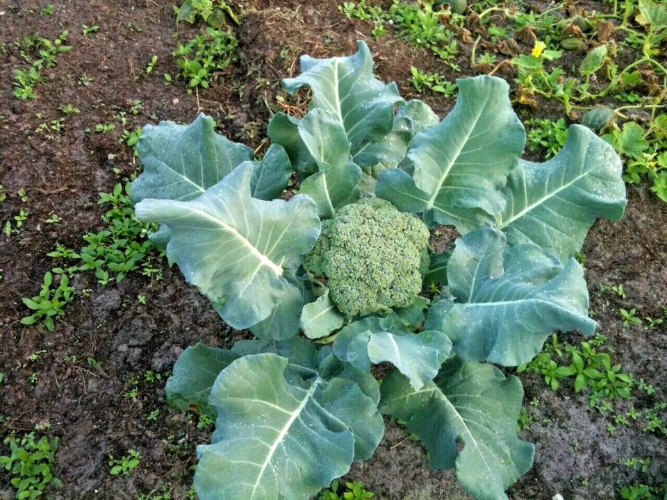 Waltham 29 Broccoli Organic 301 Seeds - $9.80