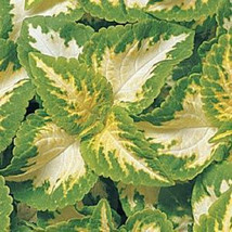 New Fresh Seeds Coleus Seeds Wizard Jade Seeds 50 Seeds USA Seller - $23.00