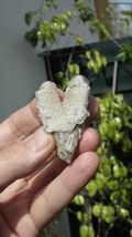 Cristallo grezzo di Danburite / Danburite - $34.99