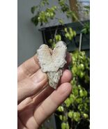 Cristallo grezzo di Danburite / Danburite - $34.99