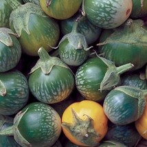 15 seeds Green Tiger Stripe Eggplant Lao Thai small Aubergine Brinjal - £1.80 GBP