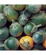 15 seeds Green Tiger Stripe Eggplant Lao Thai small Aubergine Brinjal - $43.76 MXN