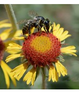 Blanketflower Red Dome Gaillardia Native Wildflower Pollinator 200 Seeds... - $204.81 MXN