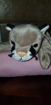 TY Beanie Baby &quot;CANYON&quot; THE COUGAR Rare/Retired Vintage Birthday May 29 ... - $250.00