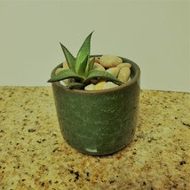 Haworthia Succulent in Ceramic Green Crackle Planter, 2", with River Rocks image 3