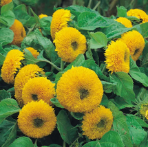 Giant Sunflower Teddy Bear 40 pcs Seeds - £8.62 GBP