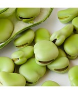 KBT 25 Aquadulce Fava Bean Seeds Bulk Seeds - $28.16 CAD