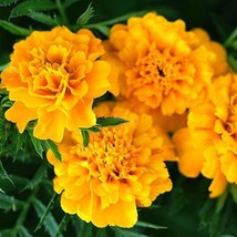 Gypsy Sunshine French Marigold Seeds 40 Seeds Usa Fast Shipping - £14.14 GBP