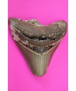 Authentic Megadolon Shark Tooth 3.13 Inches 100 Grams Fossil Dino Girl C... - $93.99