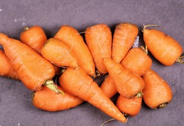 Chantenay Carrot 500 Seeds-  -Sweet Heirloom Vegetable  - £3.15 GBP