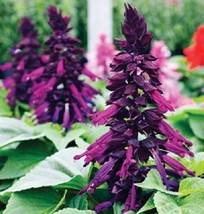TH 40  Salvia Salsa Purple Two Tone Flower Seeds Perennial Drought Resistant - £11.70 GBP