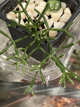  Loopy Drunkard Dreams Cactus Succulent Starter Plant - $3.99