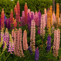 Mixed 12 Types of Russell Lupine Dull Ice Flowers 20 seeds - £8.48 GBP