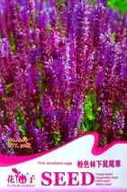 Heirloom Salvia Officinalis Pink Woodland Sage Perennial Flower 30 Seeds - $8.98