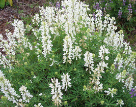 Lupinus Albicaulis Sicklekee Or Pine Lupine 10 Seeds Garden Beautiful USA Seller - $17.58