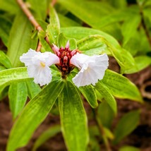 10 Tropical Seeds Crepe Ginger Costus Speciosus Cheilocostus Speciosus Fresh Usa - £10.97 GBP