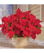 Set of 3 Christmas Red Poinsettias with Gold Glitter Accents Urn Filler ... - £18.35 GBP