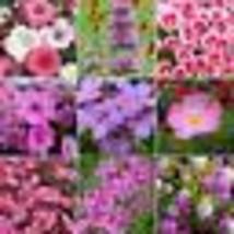 500 Seeds Pretty In Pink Wildflower Mix Gardening Pollinators Usa Seller Non-GMO - £9.65 GBP