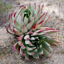 20Pcs Dudleya Cultrata Succulents Plants Seeds Fresh Seeds - £6.27 GBP