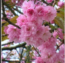  JAPANESE FLOWERING CHERRY Tree Flower 10 Seeds - £7.86 GBP