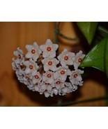 Hoya Carnosa - Hanging Plant, Wax Plant, Fragrant Blooms- Plant Cuttings... - $14.76 CAD+