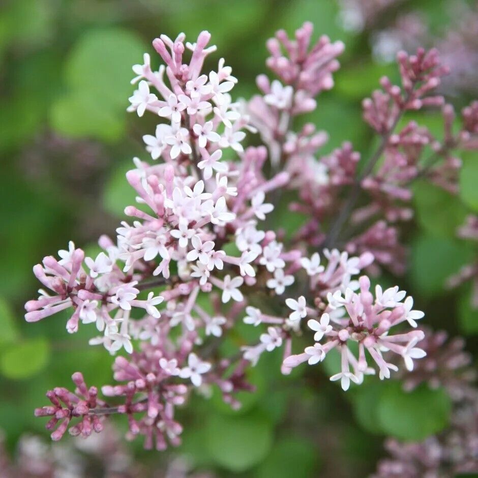 25 Palibin Lilac Seeds Tree Fragrant Flowers Seed Flower 966 Fresh Seeds... - $13.50