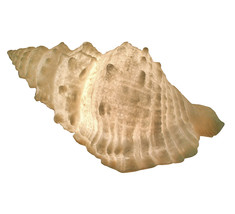 Zeckos Giant Off-White Decorative Horned Conch Shell Accent Lamp 17 in. - £65.73 GBP