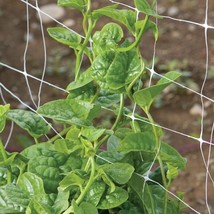 JGBOS Sell 100 Green Malabar Spinach Specialty Green Seeds Basella Ruba ... - $9.00