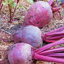 100 Detroit Dark Red Beet Seeds Vegetable Fresh Garden - $10.50