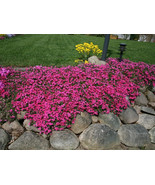 100 Seeds Scarlet Flame Creeping Phlox Seeds Perennial Groundcover - $177.07 MXN