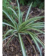 Spiderettes from a Variegated Spider Plant- Easy Houseplant to Propagate... - $9.03