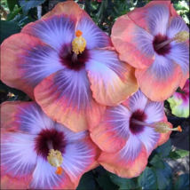 20 Pink Blue Hibiscus Seeds Perennial Flower Seed Flowers Garden - £11.94 GBP