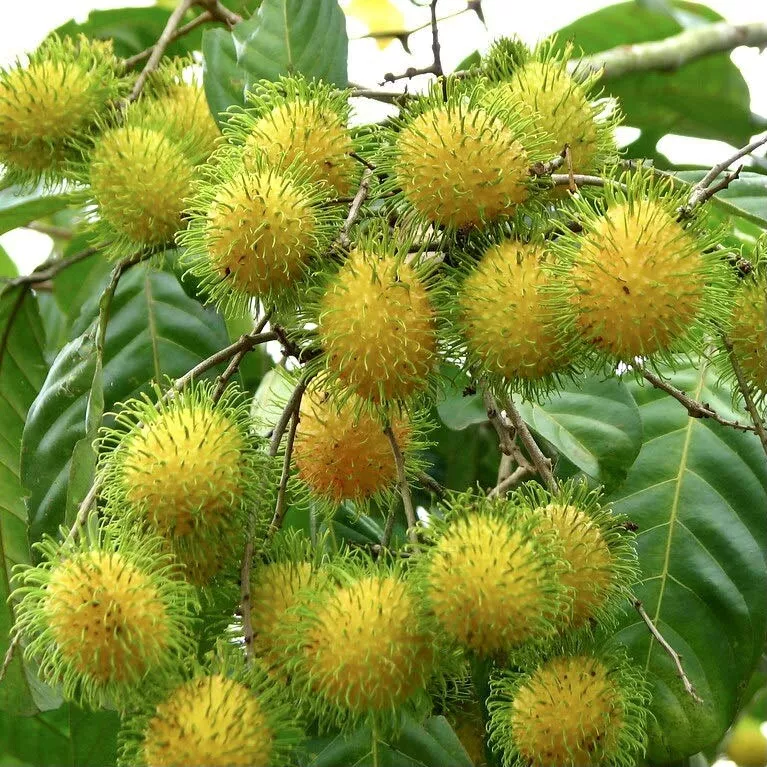 Fruit Tree: Yellow Rambutan 10 to 20 Inches Live Plant - $56.98