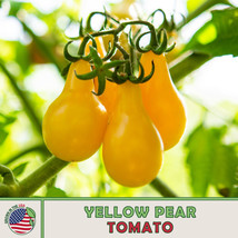 OKB 25 Organic Yellow Pear Tomato Seeds, Heirloom,  - £4.85 GBP