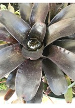 1 Dark Dark Purple Exotic TROPICAL LANDSCAPE PLANT Pup Bromeliad Aechmea - $656.60 MXN
