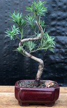 Flowering Podocarpus Bonsai Tree &quot;curved&quot; - Small  (podocarpus macrophyllus)  - £39.92 GBP