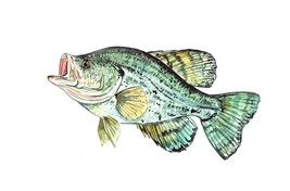CRAPPIE SUNFISH Vinyl Decal Sticker Truck Boat Car Tumbler Cooler Cup Ta... - $6.95+